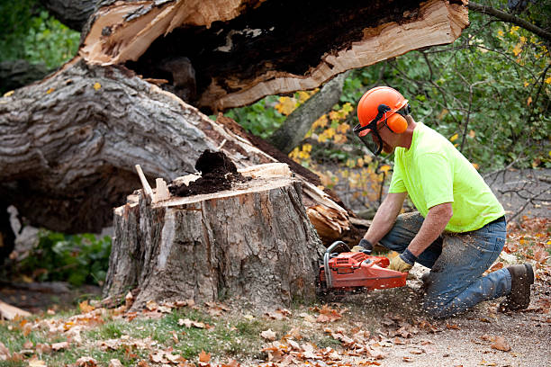 Ceresco, NE Tree Services Company